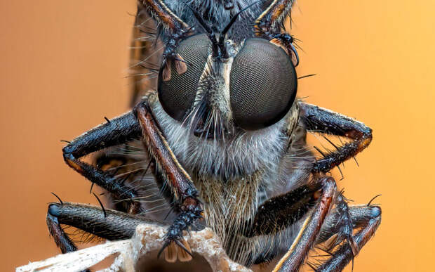 Лучшие снимки насекомых с конкурса Royal Entomological Society Insect Week competition