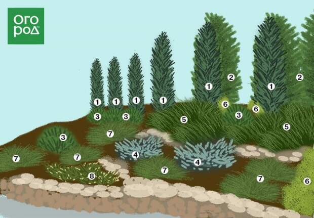 Схема посадки цветника с хвойными