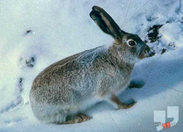 Lepus townsendii. CC0