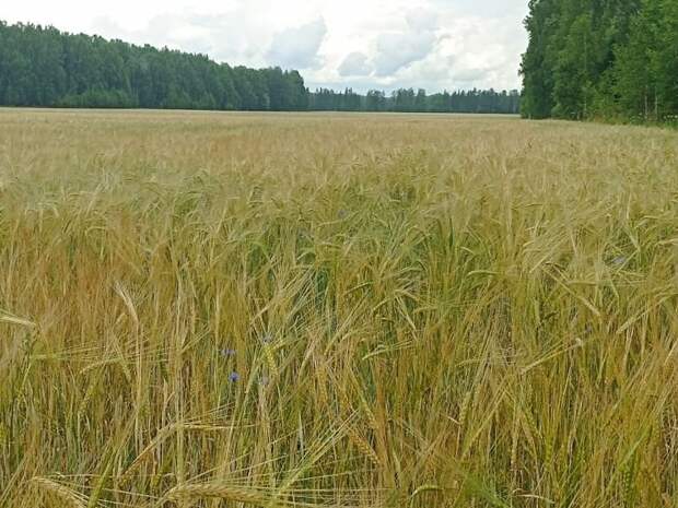 На Смоленщине ввели в сельхозоборот 190 гектаров зараставших земель