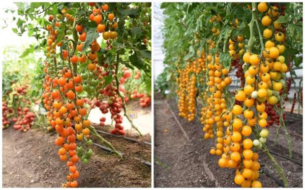 Серия семян Восточный деликатес: томаты Волшебная арфа F1 и Золотой поток F1