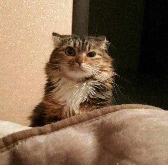 25 кошачьих снимков, которые оставят вас с улыбкой на лице