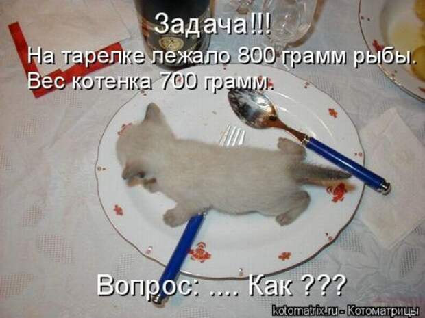 Новая котоматрица за неделю