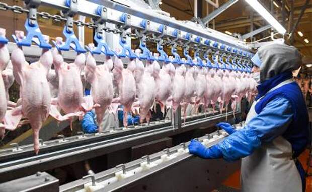 Гастарбайтеры не приехали: планы куриного бизнеса разбились в пух и прах