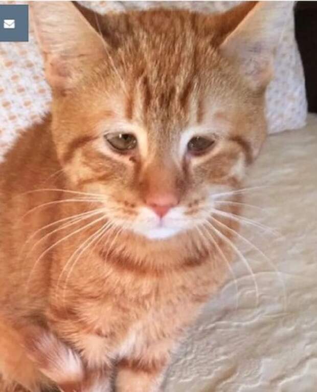 Кот странно смотрит