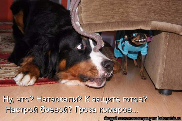 kotomatritsa_V (1) (700x468, 331Kb)