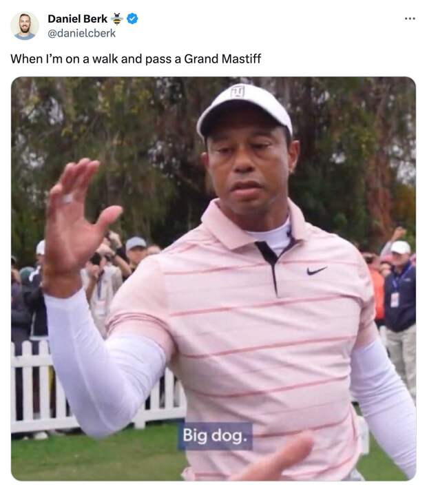 best of the Tiger Woods Big Dog meme