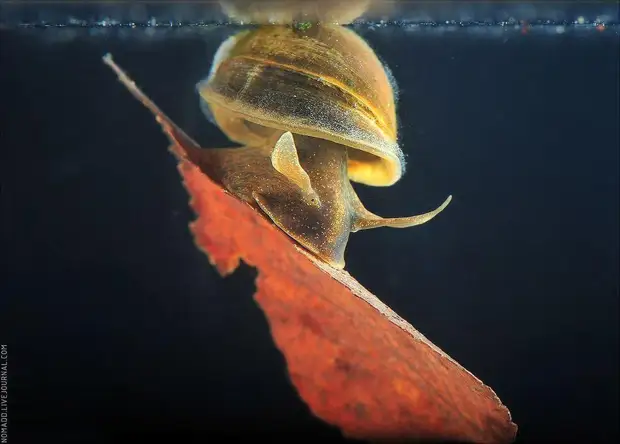 Фотография: Микромир Байкала №13 - BigPicture.ru