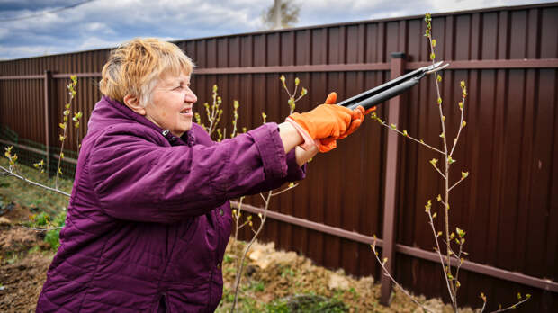 Время для работы с секатором: схема правильной обрезки деревьев в марте