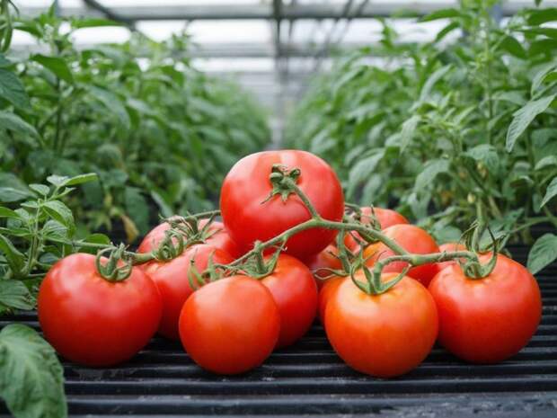 Руки прочь от семян: запретные дни в марте для посадки томатов