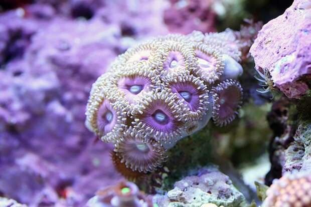 Макро фото кораллов