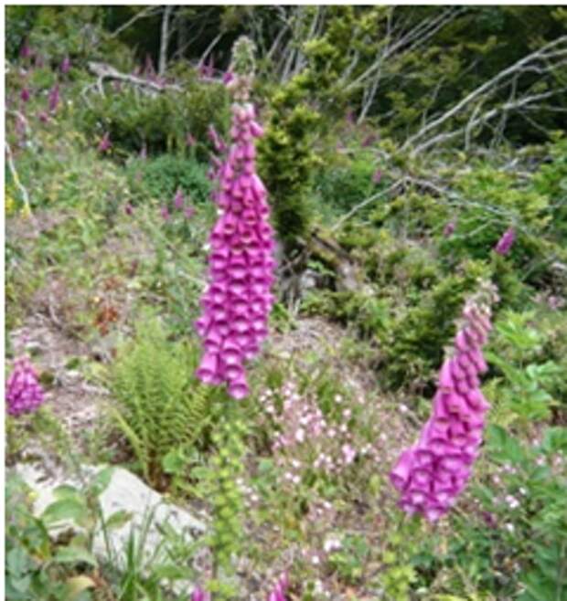 Les fleurs emblématiques des Pyrénées