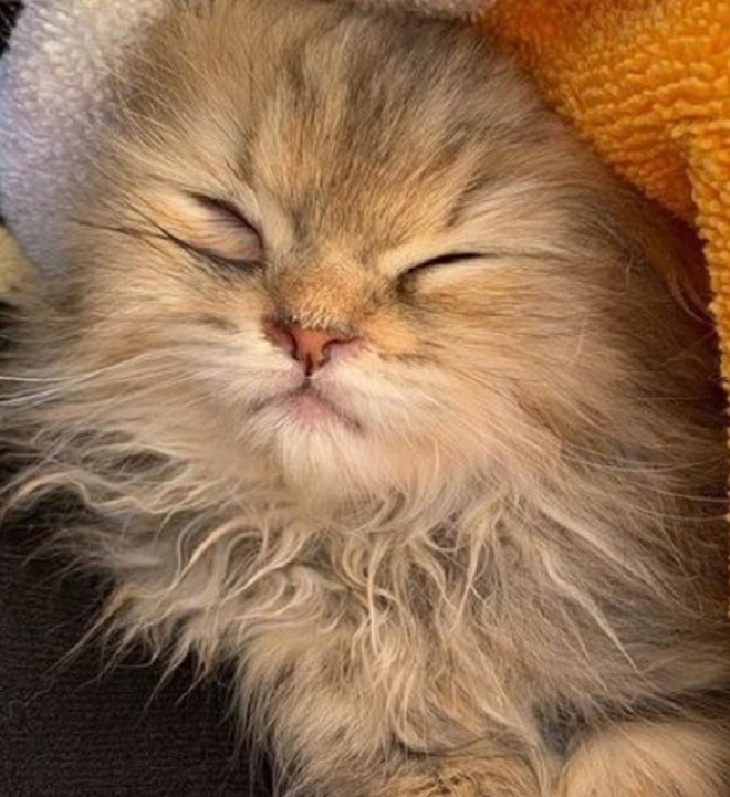 Котенок спит