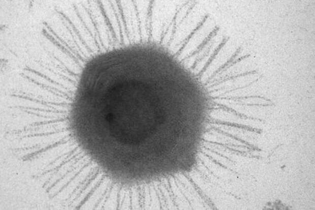 на дне марианской впадины найдены гигантские вирусы