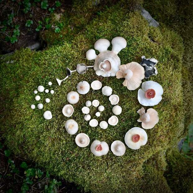 Шедевры природы: Финка создаёт картины из диких грибов грибы, картина, красота, креатив, природа, фантазия