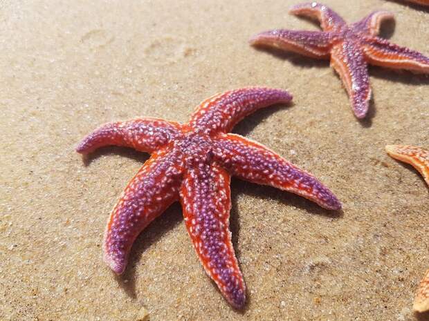 sea-star-2380742_960_720.jpg