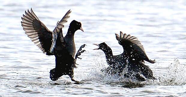 Краснокнижных птиц заметили в Терлецком лесопарке