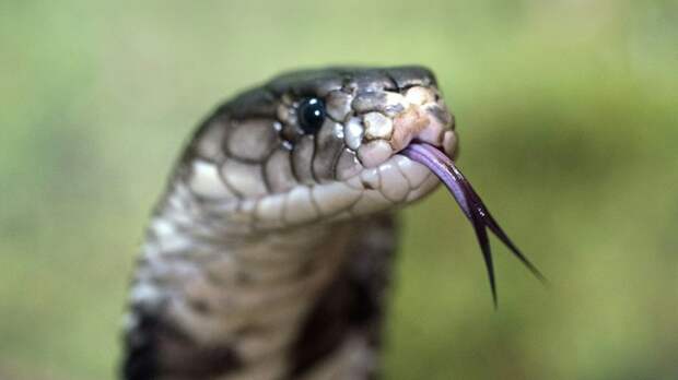 Змея / Фото: David Clode / Unsplash