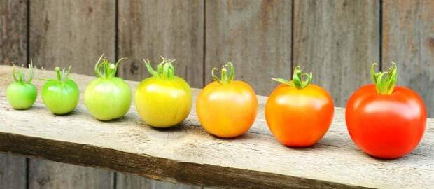 Почему по-русски томаты называются помидорами?