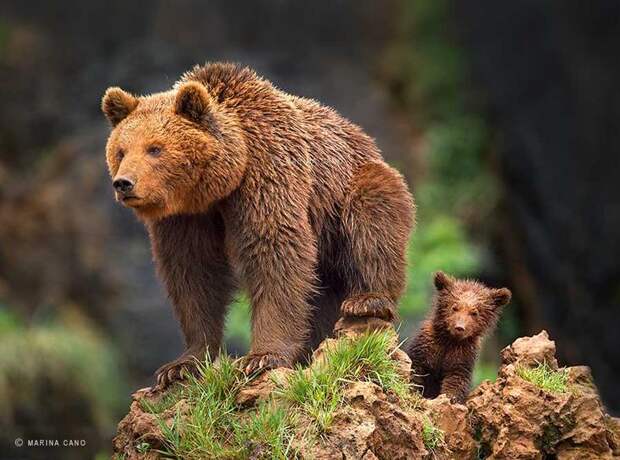 . Живая природа в фотографиях Марины Кано (Испания). Фото с сайта NewPix.ru