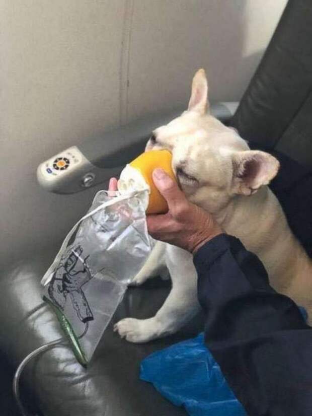 собака