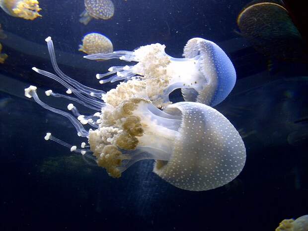 jellyfish-661210_960_720.jpg