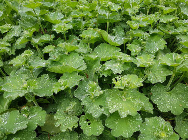 Манжетка обыкновенная (Alchemilla vulgaris)