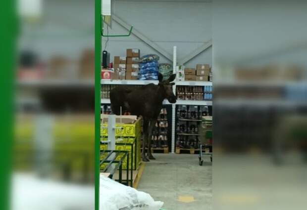 В Стерлитамаке, в супермаркет забежал лось, пораженный увиденным, он бросился бежать, но его подкосила смерть