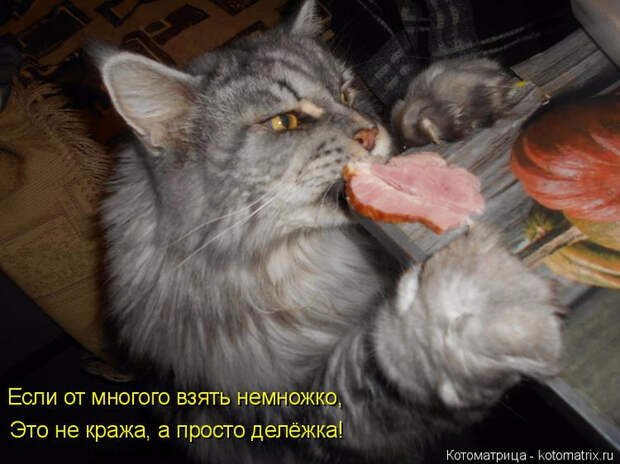 kotomatritsa_t (700x524, 325Kb)