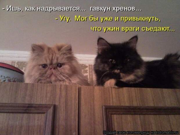 Лучшие котоматрицы недели (50 фото)