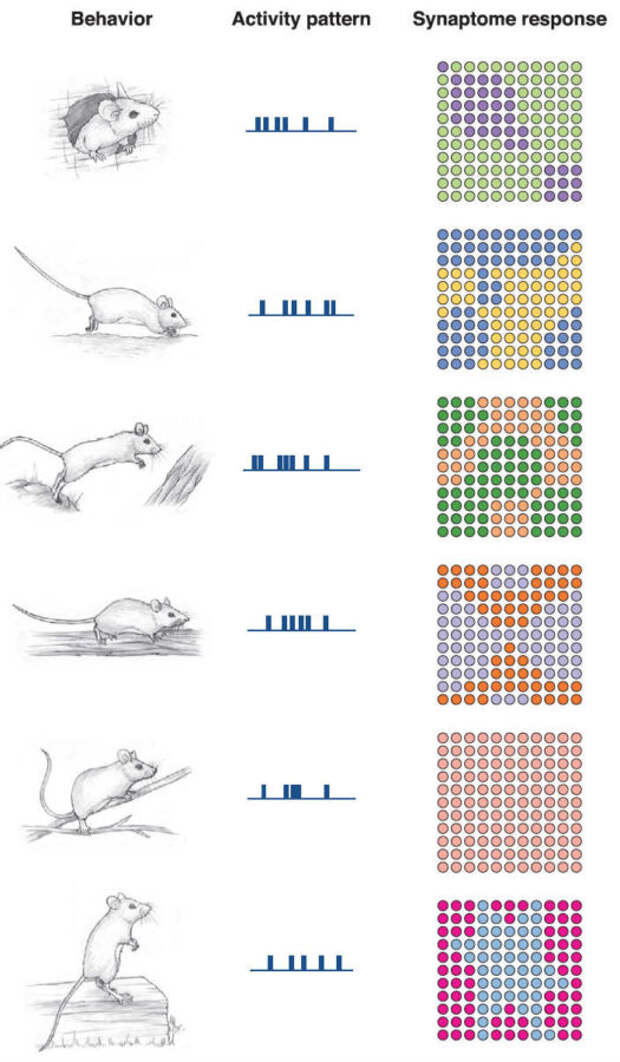 Synaptome map function behavior and physiology