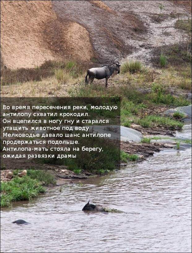 Бегемот спас антилопу (11 фотографий), photo:3