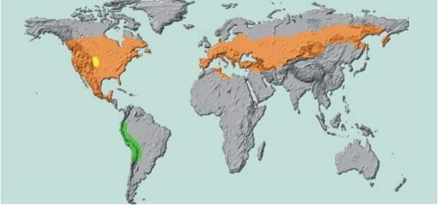Малюсенькая желтая точка в Северной Америке - это исходный ареал колорадского жука. Все оранжевое и зеленое - его современные владения.