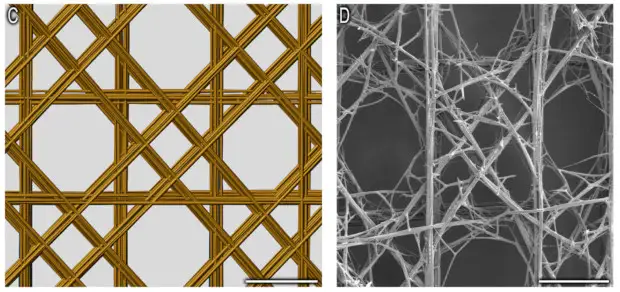 В потоке. Как губка проживает на дне океана