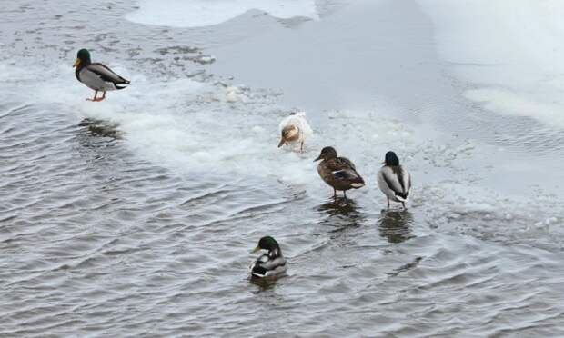21 марта в Архангельской области будет -1,+4°С