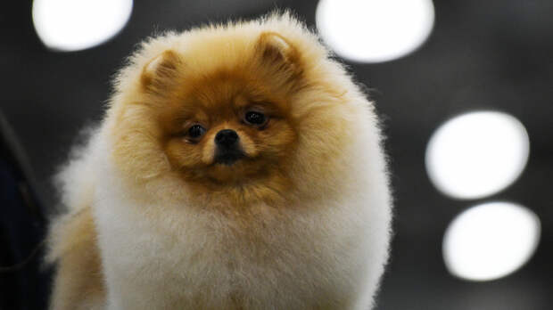 Девушка считает себя померанским шпицем* и планирует сделать операцию