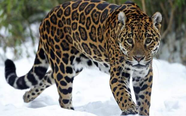 Где живет ягуар — животное, способное убить одним прыжком?