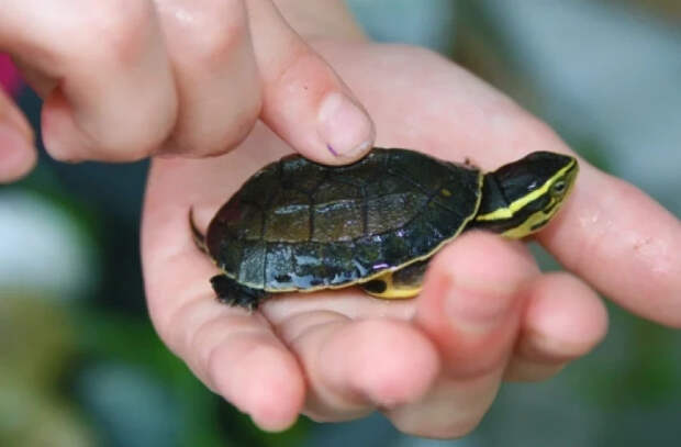 Более 15 черепах спасены в аэропорту Сочи