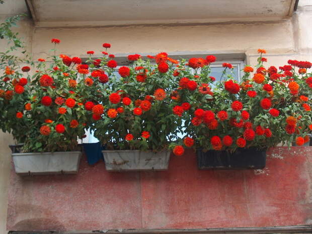 Старый балкон открытого типа можно украсить яркими многолетними цветами. 