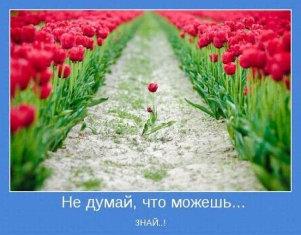 Мотиваторы для позитива (19 шт)