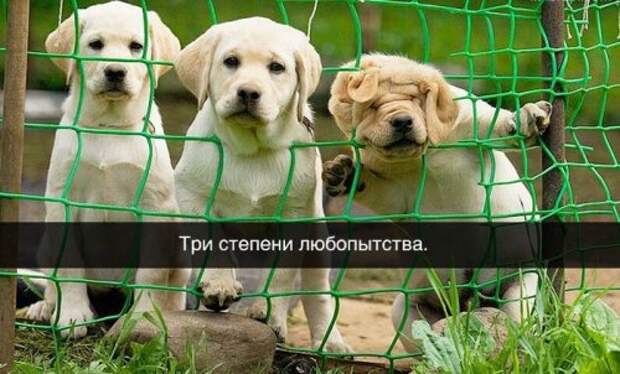 Прикольные картинки в пятницу (39 шт)