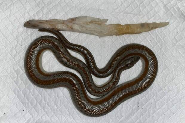 Розовый удав Вася избавился от инородного тела в Новосибирске