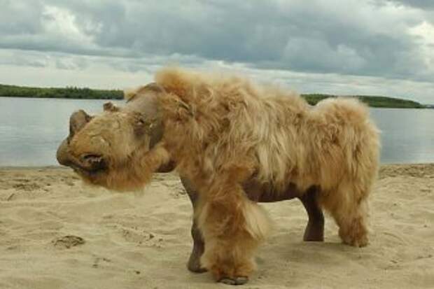 Найденный в Сибири мумифицированный щенок успел перед гибелью поужинать носорогом
