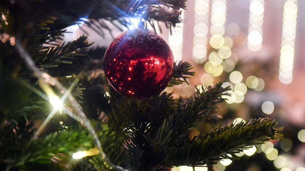 Найдена главная новогодняя ель России – под Рузой