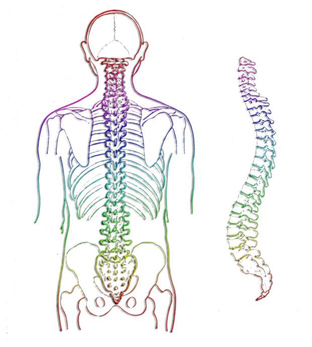 Позвоночник - основа основ. Фото с бесплатного фотостока Pixabay