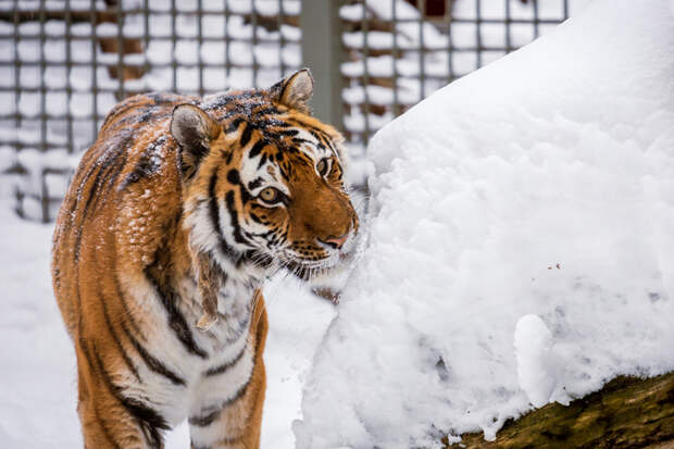 Бесплатный вход для пенсионеров вводит Новосибирский зоопарк 27 марта
