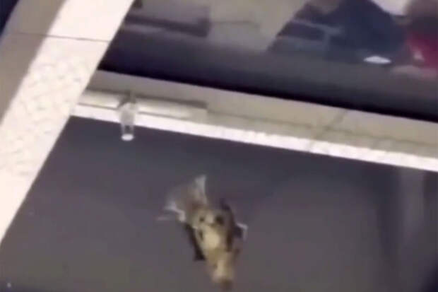 В московском ТЦ Авиапарк заявили, что освобождают птиц из сеток над фудкортом