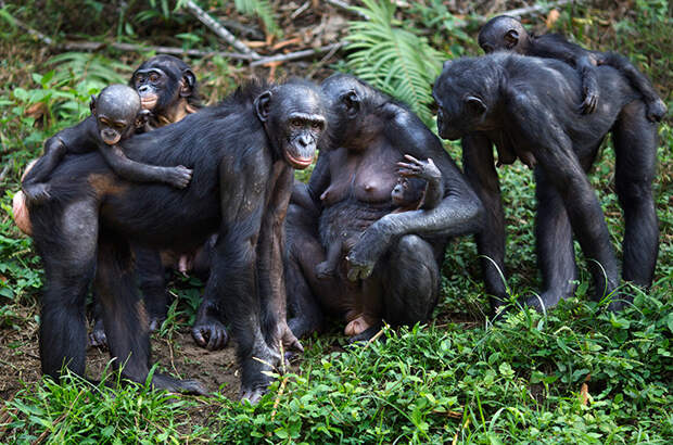 Самки Бонобо с детенышами