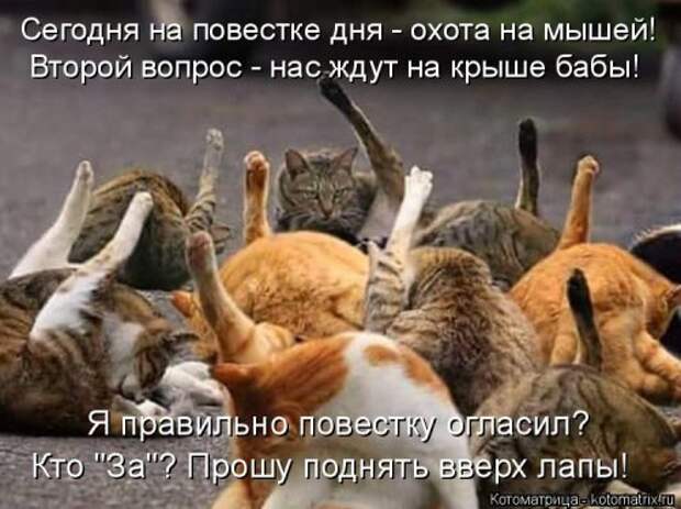 Новая и прикольная котоматрица на 22 сентября (29 фото)