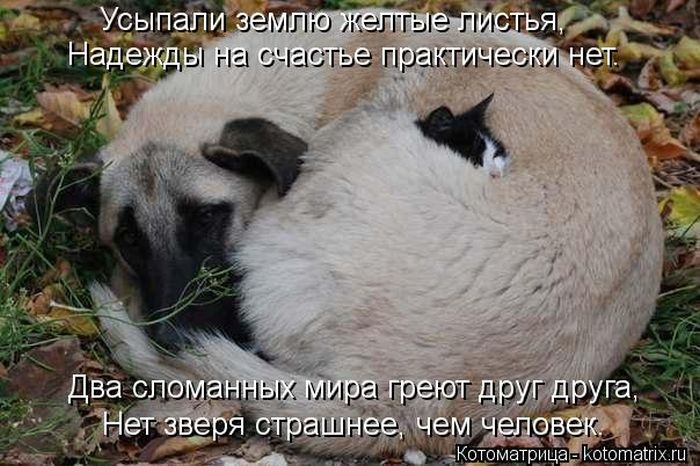 Лучшие котоматрицы недели Лучшие котоматрицы недели